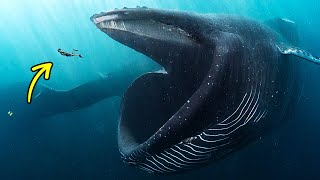 If a Whale Swallowed You What Would Happen?