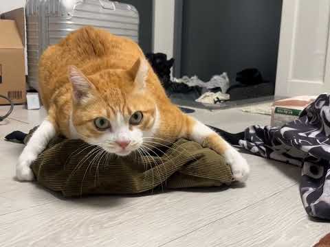 YouTube 썸네일