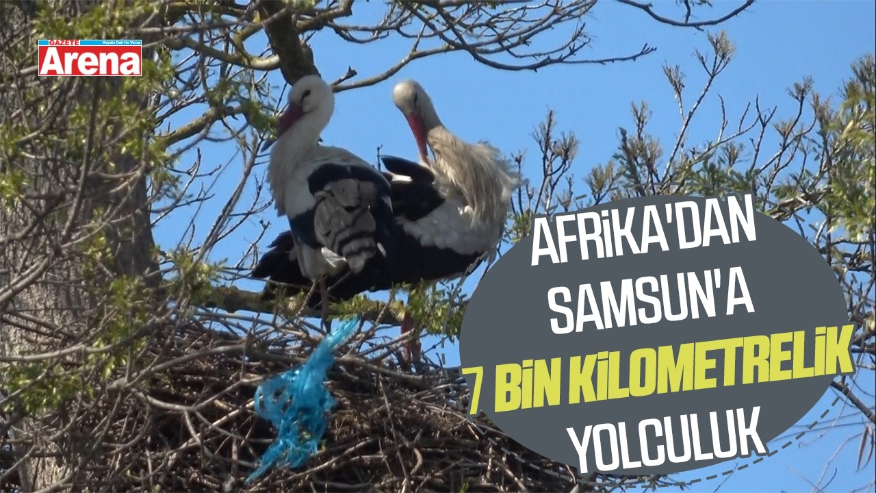 Afrika'dan Samsun'a 7 bin kilometrelik yolculuk