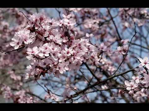 Pustoaica  Gigi Dumitrele