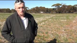 preview picture of video '2011 trial on pre emergent herbicides - TriflurX and Avadex Xtra'