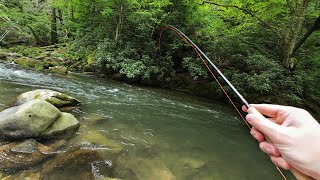 Trout after Trout! A Great End to the Delayed Harvest! || Fly Fishing North Carolina