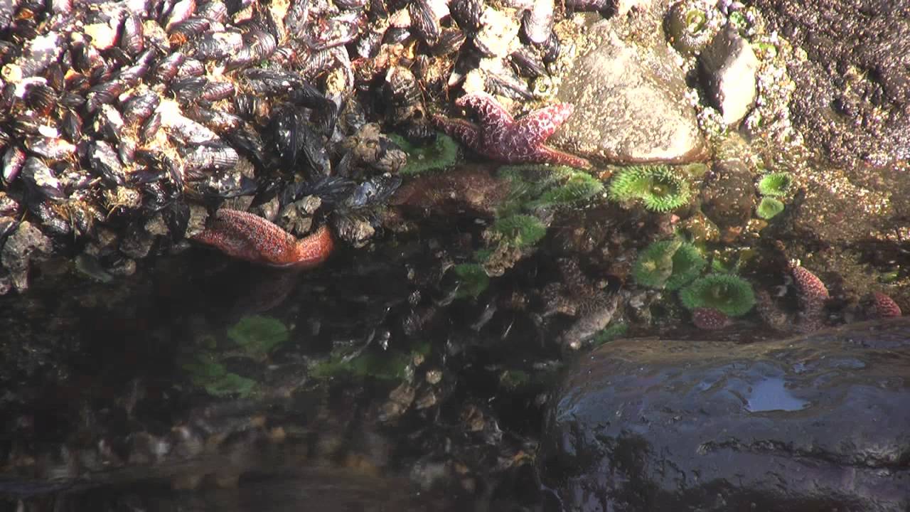 Rising Tidepool Timelapse