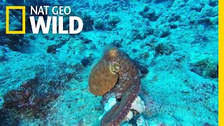 This Incredible Octopus Looks Psychedelic | Nat Geo Wild by Nat Geo WILD