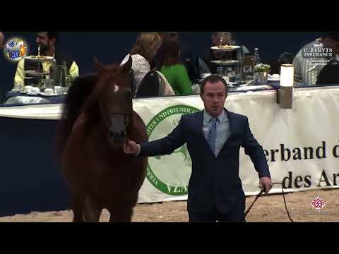 N 111 PINITO   39th All Nations Cup   Aachen   Stallions 4 6 Years Old Class 10