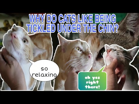 WHY DO CATS LIKE BEING TICKLED UNDER THE CHIN? || #SHORTVIDEO || FUNNY CATS || LUZVIMINDA VLOG