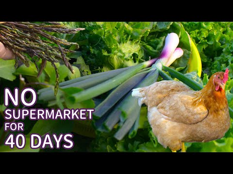 , title : 'No Supermarket for 40 Days | Eating 100% Local & from our Garden'