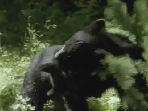 Fantastiska Djur Film   Del 4 Svartbjörn