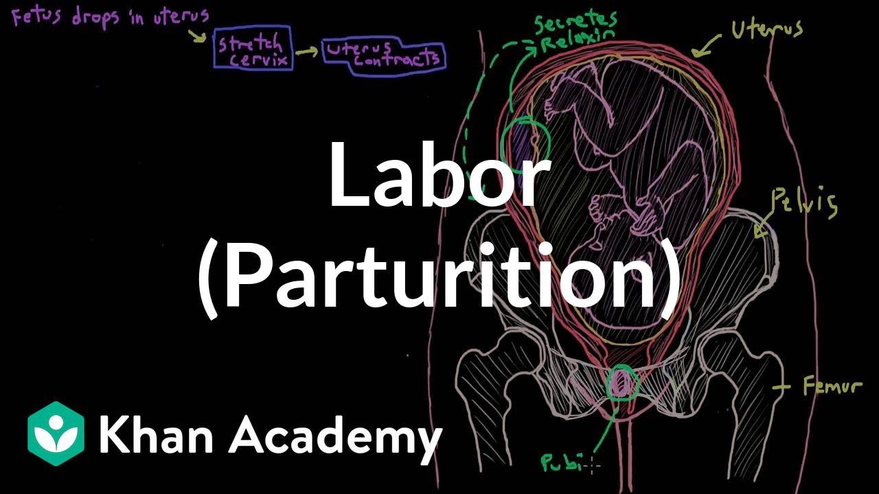 Labor (parturition) | Reproductive system physiology | NCLEX-RN | Khan Academy