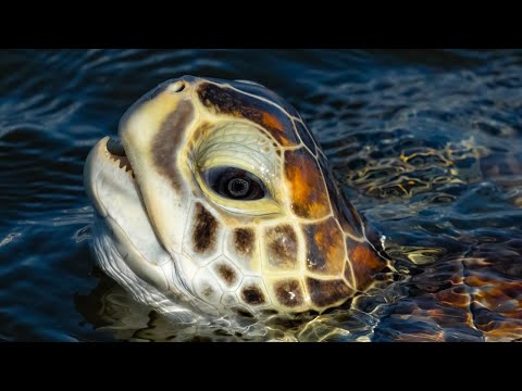 Turtles and the Tide - A Journey with Mark Smith - Filmed on Sony A9 100-400 & iPhone 11 Pro Max
