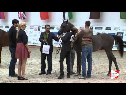 N 34 WAJEEH ATHBAH   Prague Intercup 2015   Junior Males Championship Class 14 1st place