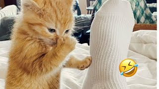 FUNNY cats that will make you LAUGH out loud 🤣