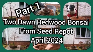 Two Dawn Redwood Bonsai From Seed Repotted April 2024 Part 1