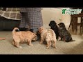 Cavapoo dogs for sale: Cinderella   - Video 1