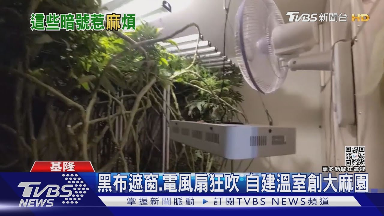 黑布遮窗、電風扇狂吹 自建溫室創大麻園