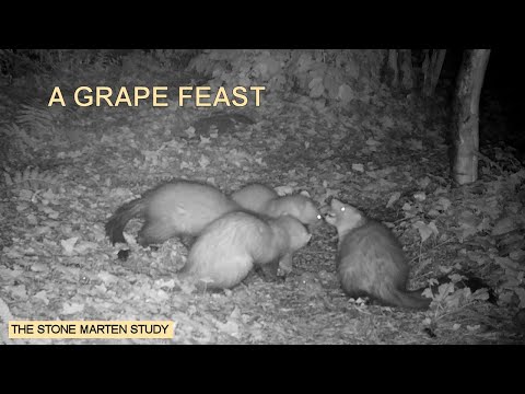 The whole family feasting on grapes (Stone marten family/Steinmarder/Husmår) (best at 1080p)