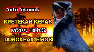 Download lagu Kretekan Keras Murai Pastol Fighter Memancing Emosi Lawan 🔥@dirutkicau4l  mp3