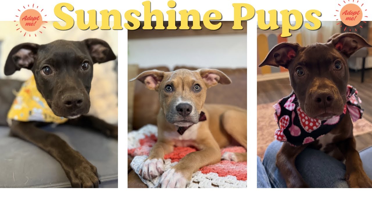 Enlarge Marley Sunshine, a Adoptable mixed breed in Bensalem, PA video 6/6
