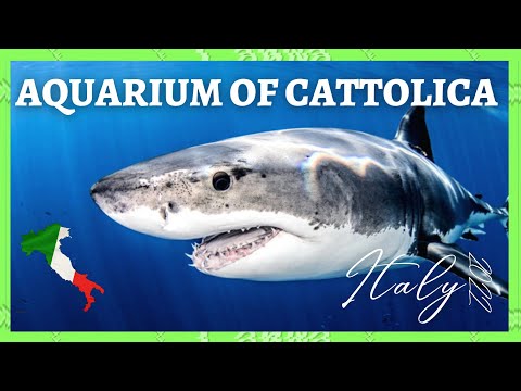 🇮🇹 WHAT's inside AQUARIUM OF CATTOLICA? Italy 2022