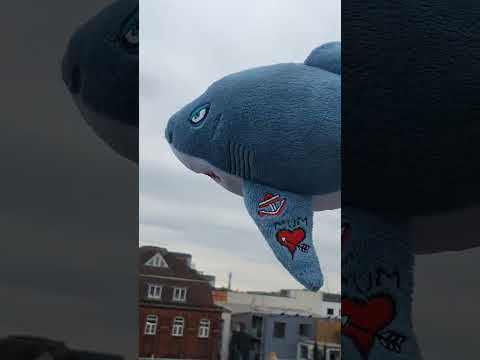 Clean windows can be a problem for flying sharks...