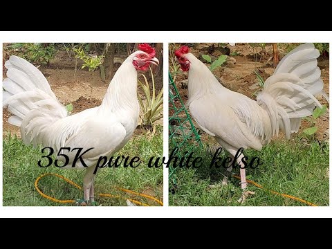 1st visit at Firebird Gamefarm (Biboy Enriquez) pure white kelso classA trio binili namin! Pa follow