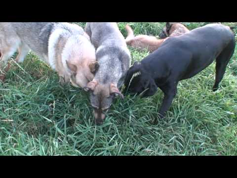 14. 7 2010 Jak to asi vypadalo před potopou světa:D:D:D.MPG