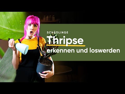 , title : 'Thripse an Zimmerpflanzen erkennen und bekämpfen | feey 🌱'
