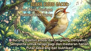 Download lagu ​SUARA CIGUN GACOR BIKIN BURUNG LAIN EMOSI & LANGSUNG NYAHUT! mp3