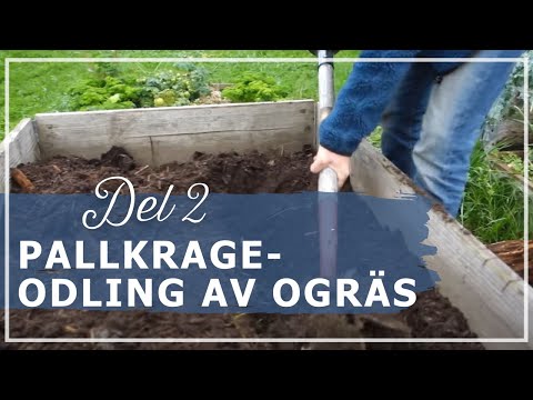 Uppföljning av Pallkrageodling av ogräs - Det är jord!
