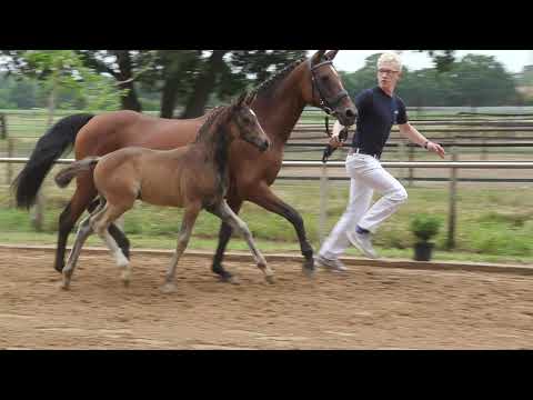 Auktionsfohlen Nr. 28 HF Depeche Mode – Marquis