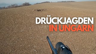 Riegeljagden in Ungarn 2022