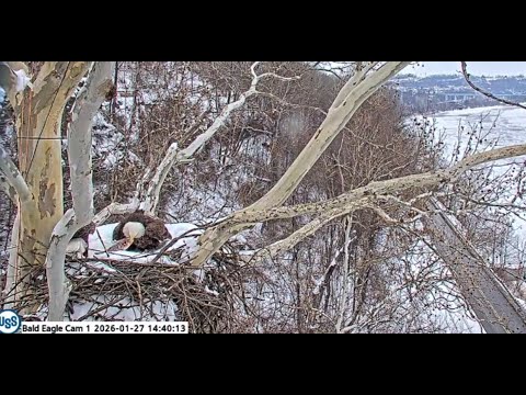 USS Bald Eagle Nest Cam & Cam 1 on 1-27-26 @ 14:40 Irvin brings in a fish gift for Stella