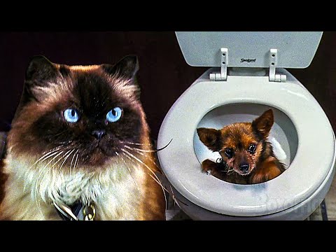 A Cat flushes away Dustin Hoffman's dog | Meet the Fockers | CLIP