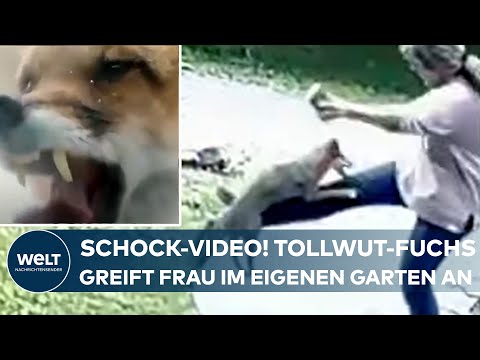 SCHOCKIERENDES VIDEO: Tollwütiger Fuchs attackiert Frau in ihrem Garten