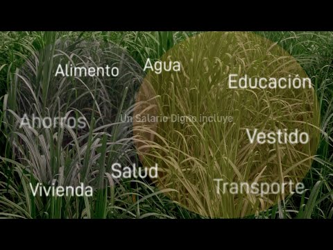 Incluir el concepto de salario digno, un paso innovador que pueden dar los miembros de Bonsucro