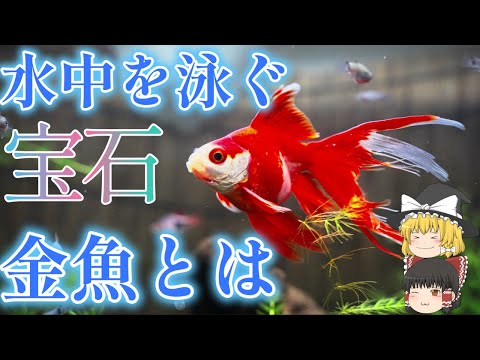 ヒレを折り畳んだ表面の金魚