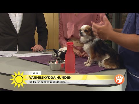 Skydda din hund i värmen: ”Håller hunden på att dö är det väldigt bråttom”   - Nyhetsmorgon (TV4)