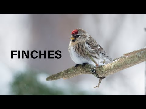 Finches
