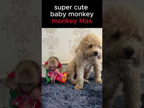So cute! Monkey Max invites dog Bo to eat sausage. #monkey #funnyanimal #Short
