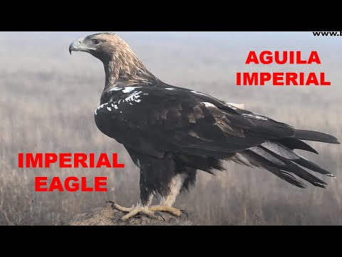 AGUILA IMPERIAL | IMPERIAL EAGLE | Aquila adalberti