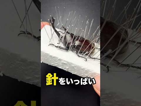 カリウム石鹸：昆虫を自然に駆除するためにどのように使用すればよいですか？  庭園