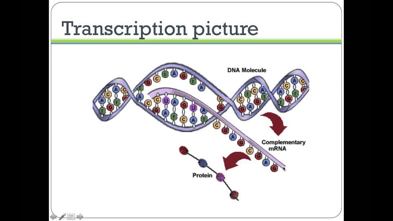 Lecture 1: Transcription