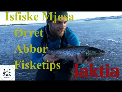 Isfiskeri efter søørred og aborre i Norge