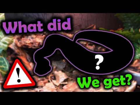 Meet our new Venomous Snake!