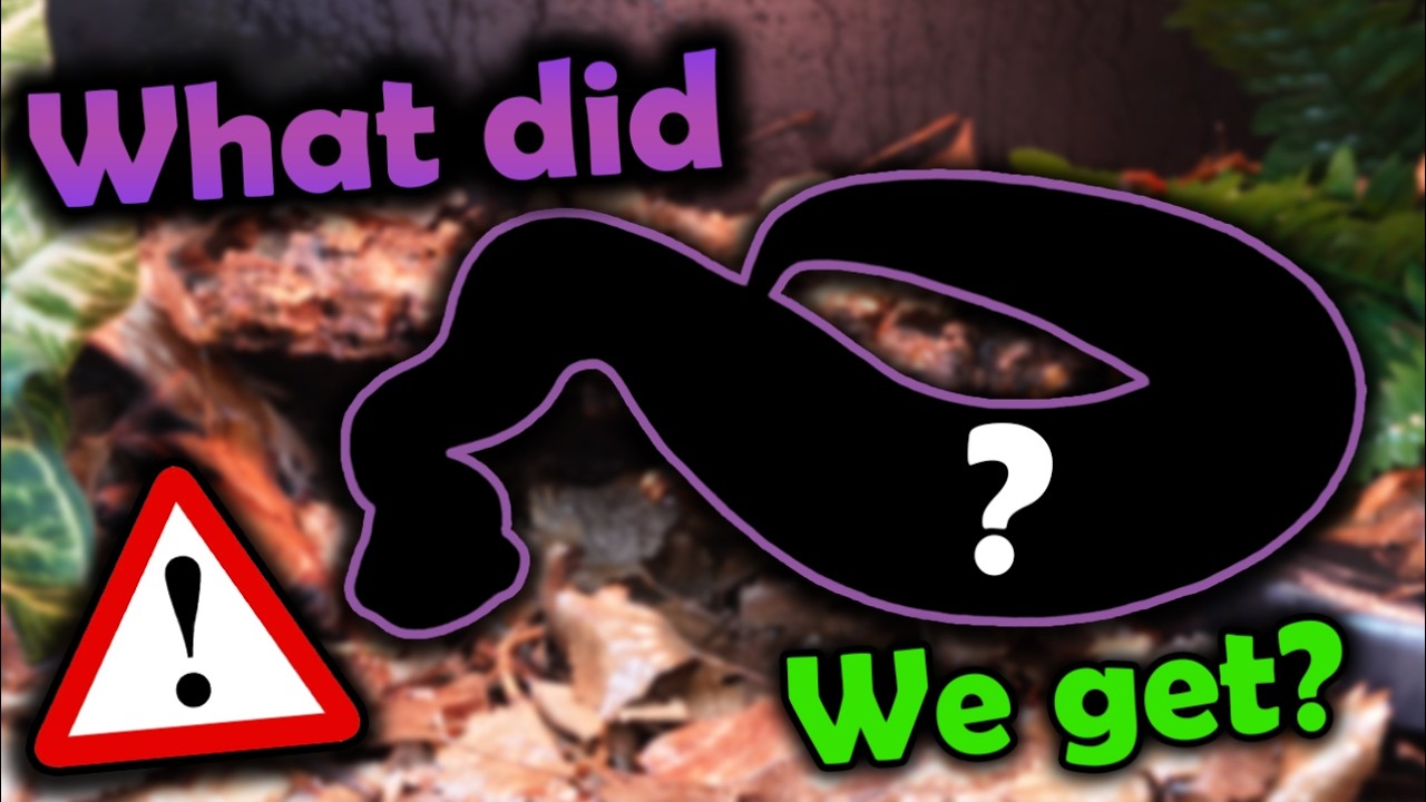 Meet our new Venomous Snake!