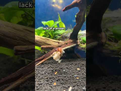 How to cycle a fishtank (What is cycling a fishtank) #fishtank #fishtankcare #fishtanksetup