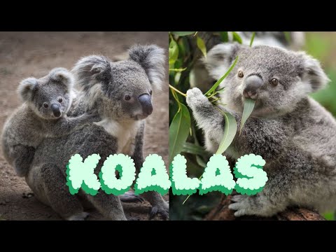 Kuriose Fakten über Koalas | Kuriositäten über exotische Tiere