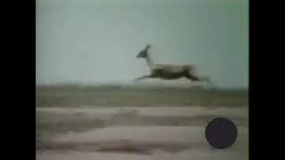 Joe Raposo &quot;It&#39;s a Gazelle&quot;