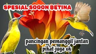 Download lagu SPESIAL SOGON BETINA | pikat dan pancingan pemanggil jantan mp3 Download lagu SPESIAL SOGON BETINA | pikat dan pancingan pemanggil jantan mp3