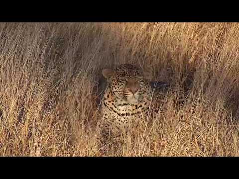 Djuma: Leopard-Hosana male hiding in the grass - 16:18 - 06/05/19